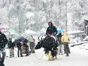 A tourist enjoys a yak ride after a fresh spell of snowfall in Manali on Wednesday.