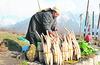 A Kashmiri woman stacks lotus stems as she waits for customers at her makeshift vegetable stall on the banks of the Dal Lake in Srinagar on Wednesday. 