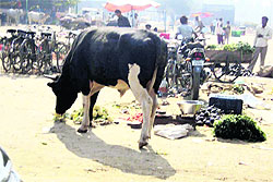 Vegetables being sold in unhygienic conditions at the vegetable market in Jagraon