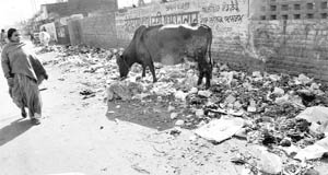 A cow gorging on garbage in Patiala. 