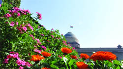 Flowers in bloom at the Mughal Gardens in Rashtrapati Bhavan, New Delhi, on Thursday.