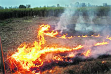 Throwing environment protection norms to the wind, farmers burn sugarcane leaves and stems at Doabh village in Rohtak district. 