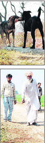 Above: Stray dogs in Pandori village; and residents point towards the spot where Subeg Singh was attacked and killed