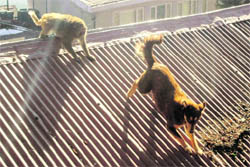 The monkey menace in the state has assumed alarming proportions.