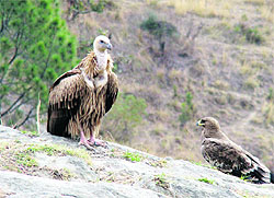 Local vulture Himalayan Griffon (left) with Central Asian scavenger Steppe Eagle captured in a single frame by the chairperson of the Jammu chapter of the World Wide Fund for Nature, Dr CM Seth, in Kathua district