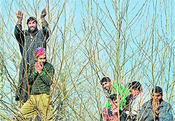 Kashmiris watch from treetops the Hazratbal shrine in Srinagar on Friday