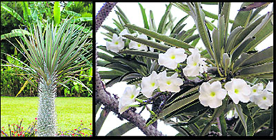 Pachypodium lamerei (left) and geayi enhance the beauty of any green space