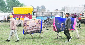 Dejected villagers at Kila Raipur after a ban was imposed on bullock cart races.
