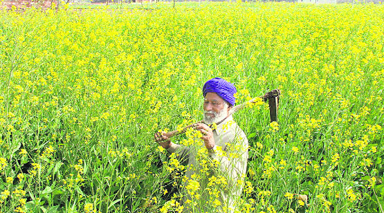 A farmer checks ripened mustard crop at Bolina village in Jalandhar on Saturday.