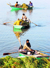 Workers remove weed from Sukhna Lake in Chandigarh