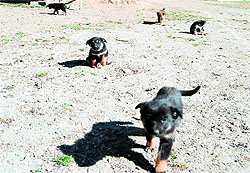 Stray dogs in Mussoorie