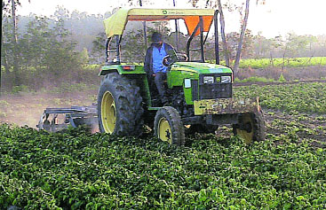 A farmer ploughs his potato field at Lakhan Kalan village in Kapurthala district. A Tribune photograph