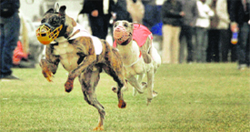 a dog race in progress during the Kila Raipur Rural Sports Festival near Ludhiana on Sunday.