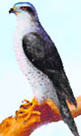 Eastern Goshawk (Baaj)