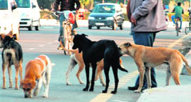 Stray dogs in  Sector 41. 