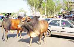 Stray animals on a road in Jagraon. photo By Writer