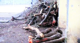 Axed trees lie on the Jawahar Navodaya Vidyalaya campus at Kunihar.