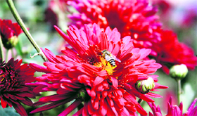 A honey bee sucks nectar from a flower at a garden on the campus of the Post Graduate Institute of Medical Sciences in Rohtak.