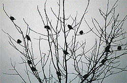 Birds atop a tree on a cold morning on the outskirts of Jammu