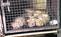 Monkeys lie dead in a cage in the Gopalpur sterilisation centre in Kangra district