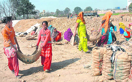 With glut-like conditions in the state, labourers fill potatos in sacks for storing them in a cold storage in a field of a farmer in Jalandhar.