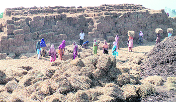 Stubble meant for a biomass power plant stacked near Nakodar.