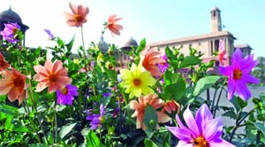 Flowers blooming at Raisina Hill in New Delhi on Monday.