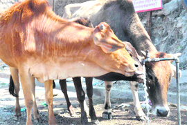Cows drink water from a tap in Haridwar 