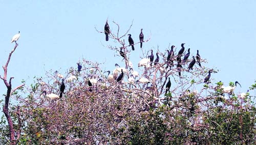 Seasonal birds from other states and abroad at Tilayar Lake in Rohtak on Monday. 