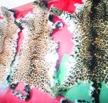 Leopard skins which have been seized from a Nepal citizen at Pithoragarh on Tuesday.