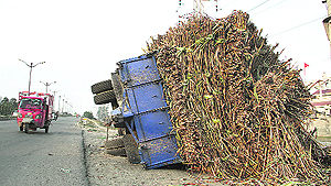 Loaded beyond capacity, a truck carrying sugarcane had to bear the brunt as it overturned near Jalandhar on Tuesday. 