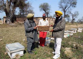 Agriculture Development Officer Dr Jaswinder Brar (right) inspecting the bee colonies of Gurbax Singh at Samalsar village in Moga district on Wednesday