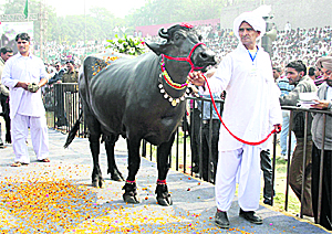 A farmer with his Murrah buffalo walks the ramp in Jind on Wednesday.