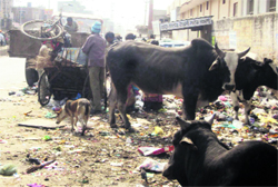 Municipal council employees remove garbage from a roadside in Jagraon 
