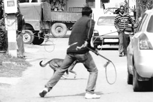 MC workers try to catch stray dogs at Phase IV in Mohali on Thursday.