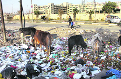 An open garbage dump in front of PIMS in Jalandhar. 