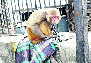 A monkey that has been illegaly chained by someone near LPU in Phagwara. 
