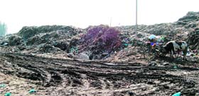 A view of garbage dump yard at Bhagtanwala in Amritsar