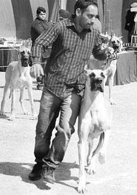 A man with his dog during the show.