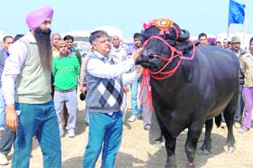 Buffalo Yuvraj, who won overall championship, at the NDRI mela in Karnal on Monday