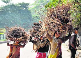 Women carry firewood in Gurgaon