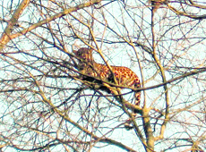 A leopard perched atop a tree at Nagchala village in Sundernagar. 