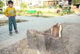 The base of the tahli tree, which was axed at the Baba Budha Mal Park at Bhargo Camp in Jalandhar. 