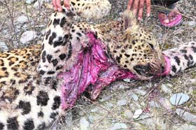 The carcass of the leopard at Naghbagh near Sundernagar on Tuesday