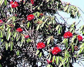 Flowers bloom on a Rhododendron tree in Mussoorie.