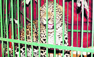 A leopard that was trapped in the Salawala area of Dehradun. 