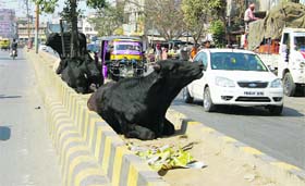 Stay cattle have become a menace on city roads in Amritsar