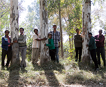 Activists of Chipko Movement hug the eucalyptus trees to protect them from being felled