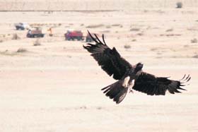 A kite flies over the Tawi, Jammu, on a sunny Saturday afternoon