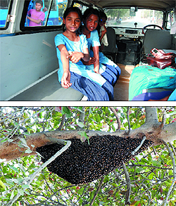 A victim (top) shows the injury inflicted by honey bees at Rose Garden in Bathinda on Sunday evening; one of the several beehives at the Rose Garden